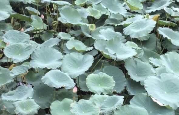 feuille de lotus sur eau paisible